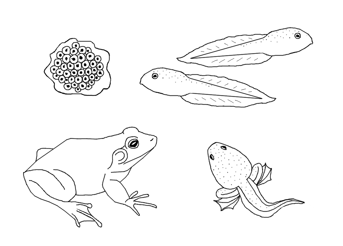 tadpole coloring pages - photo #43