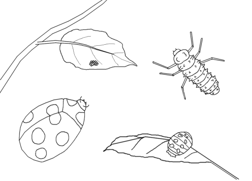 ladybug life cycle coloring page